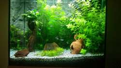 Aquarium nach Einsatz der Co2-Anlage