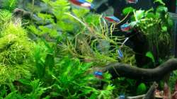 Pflanzen im Aquarium Angie und Roberts Unterwasserwelt