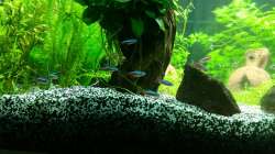 Neonsalmler