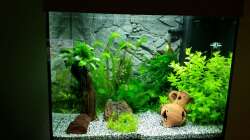 Aquarium vor Einsatz der Co2 Anlage