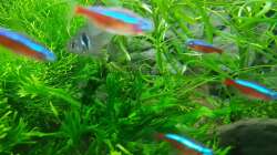 Besatz im Aquarium Angie und Roberts Unterwasserwelt