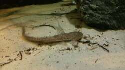 Besatz im Aquarium 1000l Altum-Biotop