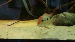 Besatz im Aquarium 1000l Altum-Biotop