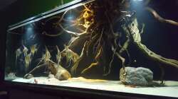 Aquarium 1000l Altum-Biotop