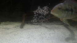 Besatz im Aquarium 1000l Altum-Biotop