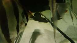 Besatz im Aquarium 1000l Altum-Biotop