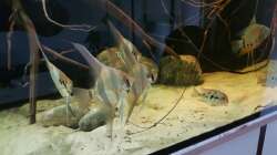 Besatz im Aquarium 1000l Altum-Biotop