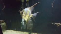 Besatz im Aquarium 1000l Altum-Biotop