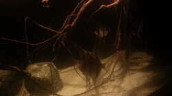 Aquarium 1000l Altum-Biotop