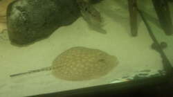 Besatz im Aquarium 1000l Altum-Biotop