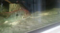 Besatz im Aquarium 1000l Altum-Biotop