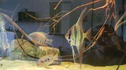 Besatz im Aquarium 1000l Altum-Biotop