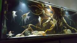 Aquarium 1000l Altum-Biotop