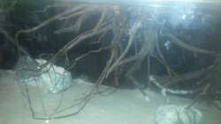 Dekoration im Aquarium 1000l Altum-Biotop