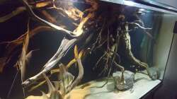 Aquarium 1000l Altum-Biotop