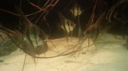 Besatz im Aquarium 1000l Altum-Biotop