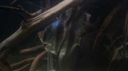 Besatz im Aquarium 1000l Altum-Biotop