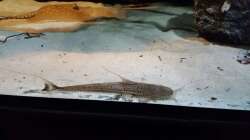 Besatz im Aquarium 1000l Altum-Biotop