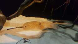 Besatz im Aquarium 1000l Altum-Biotop