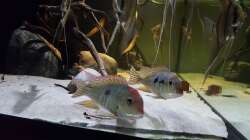 Besatz im Aquarium 1000l Altum-Biotop