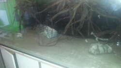 Aquarium 1000l Altum-Biotop