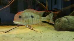 Besatz im Aquarium 1000l Altum-Biotop