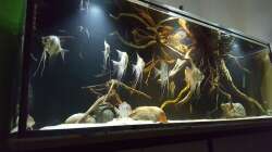 Aquarium 1000l Altum-Biotop