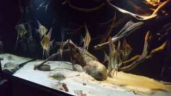 Aquarium 1000l Altum-Biotop