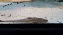 Besatz im Aquarium 1000l Altum-Biotop