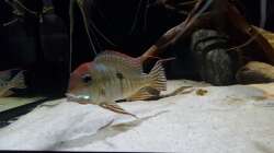 Besatz im Aquarium 1000l Altum-Biotop