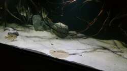 Aquarium 1000l Altum-Biotop