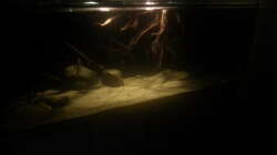 Aquarium 1000l Altum-Biotop