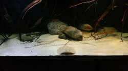 Besatz im Aquarium 1000l Altum-Biotop