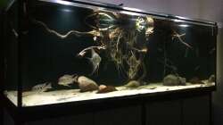 Aquarium 1000l Altum-Biotop