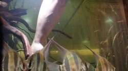 Besatz im Aquarium 1000l Altum-Biotop