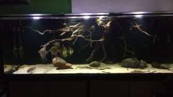 Aquarium 1000l Altum-Biotop