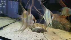 Besatz im Aquarium 1000l Altum-Biotop