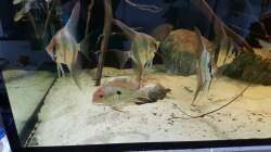 Besatz im Aquarium 1000l Altum-Biotop