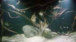 Aquarium 1000l Altum-Biotop