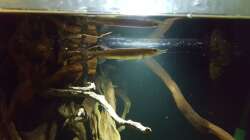 Besatz im Aquarium 1000l Altum-Biotop