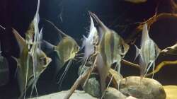 Besatz im Aquarium 1000l Altum-Biotop