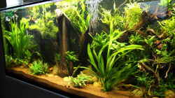 Pflanzen im Aquarium Becken 32572