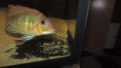 Besatz im Aquarium Geo´s Revier ( Aufgelöst )