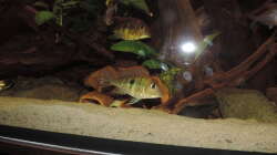 Besatz im Aquarium Geo´s Revier ( Aufgelöst )