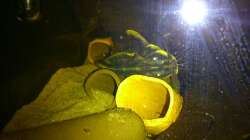 Besatz im Aquarium Geo´s Revier ( Aufgelöst )