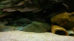 Besatz im Aquarium Geo´s Revier ( Aufgelöst )