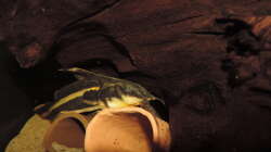 Orinocodoras Eigenmanni