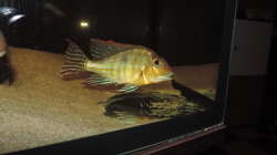 Besatz im Aquarium Geo´s Revier ( Aufgelöst )