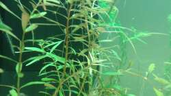 Pflanzen im Aquarium Amazonas