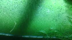 Wasserlinsen von unten